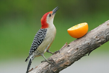 Red Bellied Woodpecker eating orange slices and then flying away