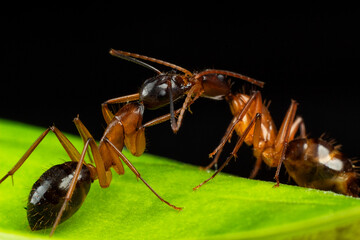 HORMIGA EN HOJA VERDE 