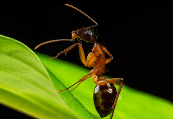 HORMIGA EN HOJA VERDE 
