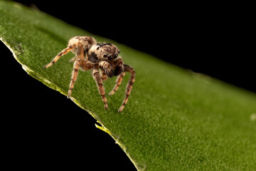 ARAÑA SALTARINA