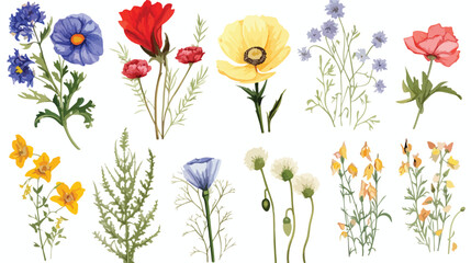 Set of wild field flowers - poppy chamomile cornflo