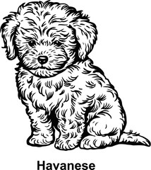 Art of a toy dog breed, havanese puppy, sitting down in black and white