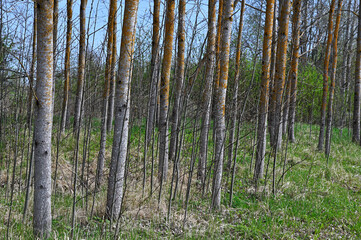 aspen grove in spring
