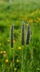 Various wild flowers and grasses in the English countryside	