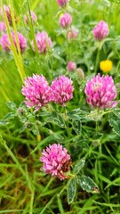 Various wild flowers and grasses in the English countryside	