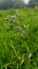 Various wild flowers and grasses in the English countryside	