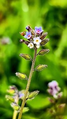 Various wild flowers and grasses in the English countryside	