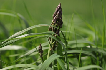 Spring Asparagus reaches for the clouds