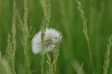 Dandelion hides in the tall grass.