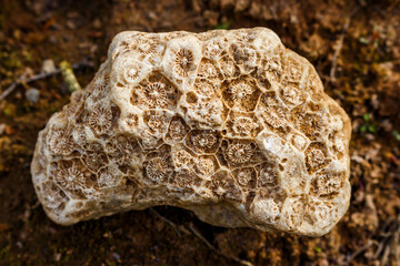 A fragment of fossilized colonial coral lying on the ground, searching for fossils. Kaluga region,...