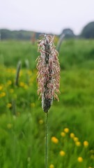 Various wild flowers and grasses in the English countryside	