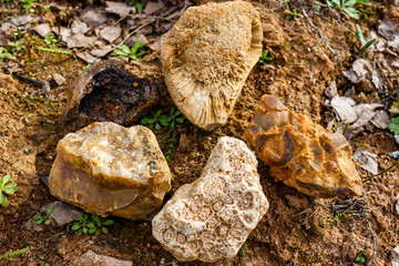 Searching for stones in a sand quarry, stones and fossils lying on the ground. Kaluga region, Russia