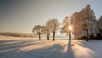 frozen trees in winter with morning sun