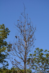 &aacute;rbol