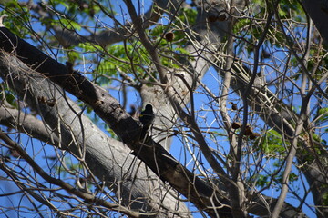 pájaro silvestre en árbol seco