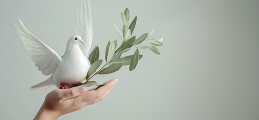 a white dove with olive branch on the hand