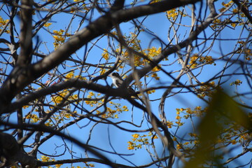 pajaro carpintero en arbol seco