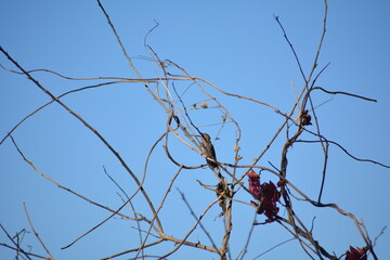 colibri alimentandose © Adrian Lazcano