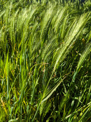 Green grass in the light of the sun