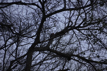 pajaro carpintero en arbol seco