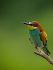 Bee eater
Merops apiaster 

żołna