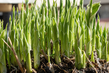 Close-up of garden lily sprouts in the flower garden.