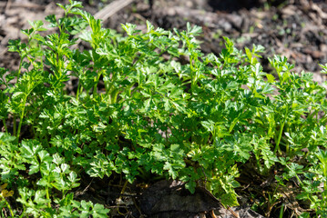 Parsley sprouts with green leaves in the bright spring sunshine.