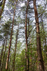 Tall pines in a spring pine forest against a blue sky.