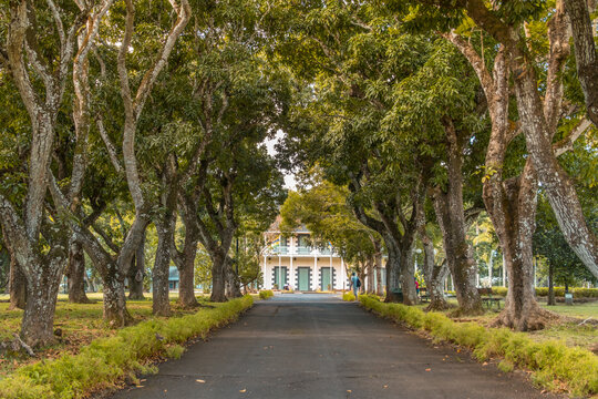 Pamplemousse botanical gardens in Mauritius