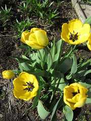 Flower garden with yellow tulips blooming in spring.