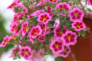 Mixed colors petunia flowers bloom in the garden. Close up.