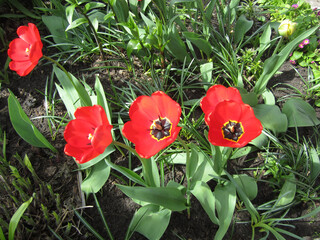 Red tulips blooming in early spring in bright sunshine.