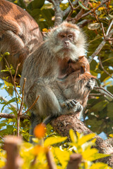 Monkey with baby in Black River Gorge National Park in Mauritius