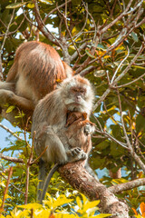 Monkey with baby in Black River Gorge National Park in Mauritius