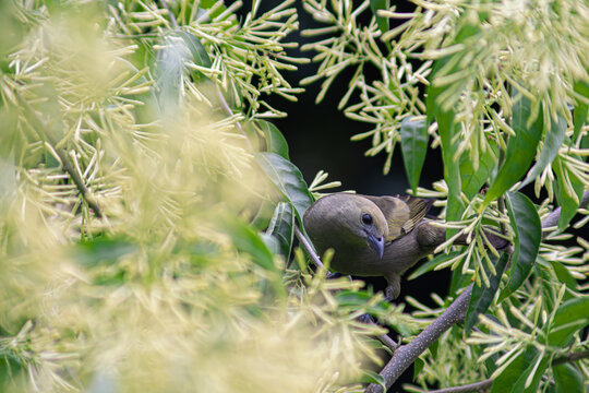 Bird surrounded by night-blooming jasmine, looking at camera, Thraupis palmarum, Cestrum nocturnum