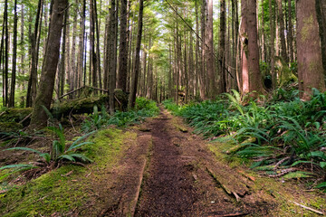 Obraz premium Dirt Trail leading through the forest