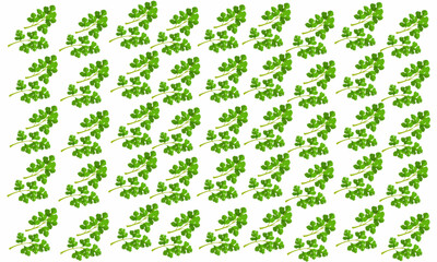 Fresh Green Parsley Leaves Seamless Pattern. Plant Pattern. Parsley Leaves Background.
