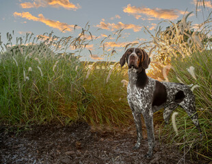 German Shorthair Pointer standing in pampas grass; german shorthair pointer standing looking regal...