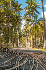 Fototapeta premium Pamplemousse botanical gardens in Mauritius