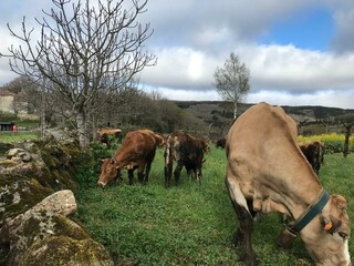 Vacas en un prado en Galicia