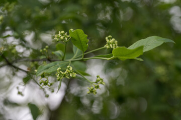 A flower of European gorse on a tree.