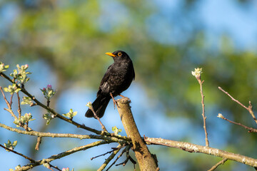 Male Blackbird (Turdus merula) perched in a tree amongst blossom.