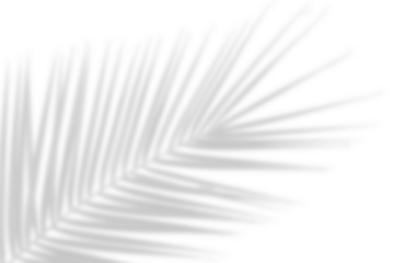 Realistic shadow of palm leaf isolated on white background. Decorative design elements for Summer products. Vector transparent palm leaves shadow. Creative overlay effect for mockups	