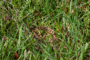 A Speckled wood butterfly (Pararge aegeria) resting in green grass.