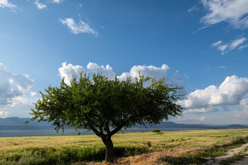 Fototapeta premium View of a lone tree, ears of wheat, lake, clouds and sky. Lake Burdur, Turkey.