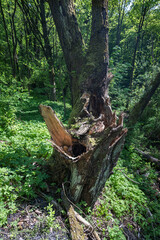 A broken branch and a hole in the willow trunk.