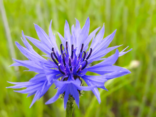 Close-up of a cornflower flower with selective focus in the center of the bud with clear petals and stamens, on a green blurred grass background.