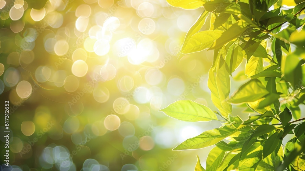 Poster the sky serves as a soft hazy backdrop with the sun casting a radiant glow through the lush greenery