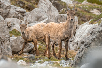 Ibex young grazing in the French alps, the national park of the Vanoise