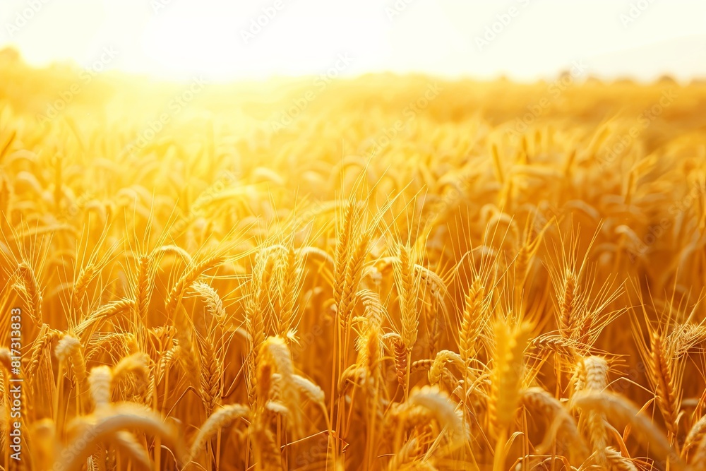 Poster ripe golden wheat sways in a sunlit field as the sun sets in the background, creating a warm and vib